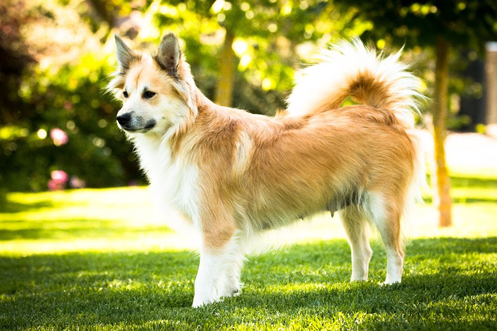 Lassie Du Camp Raquet