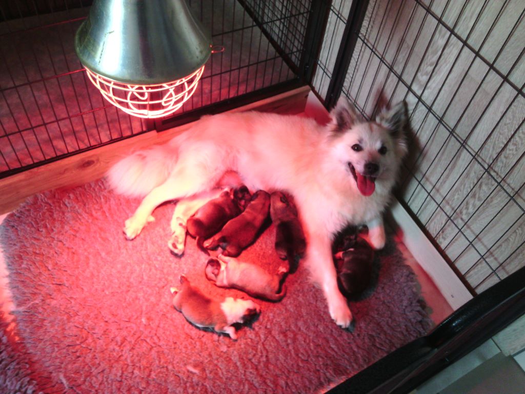 Chiot Berger islandais Du Camp Raquet