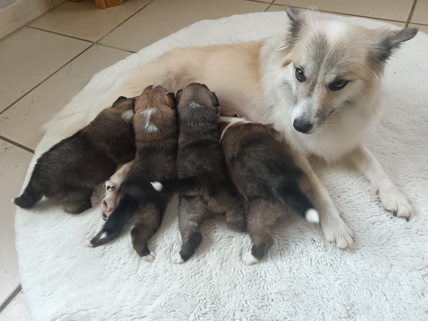 Chiot Berger islandais Du Camp Raquet