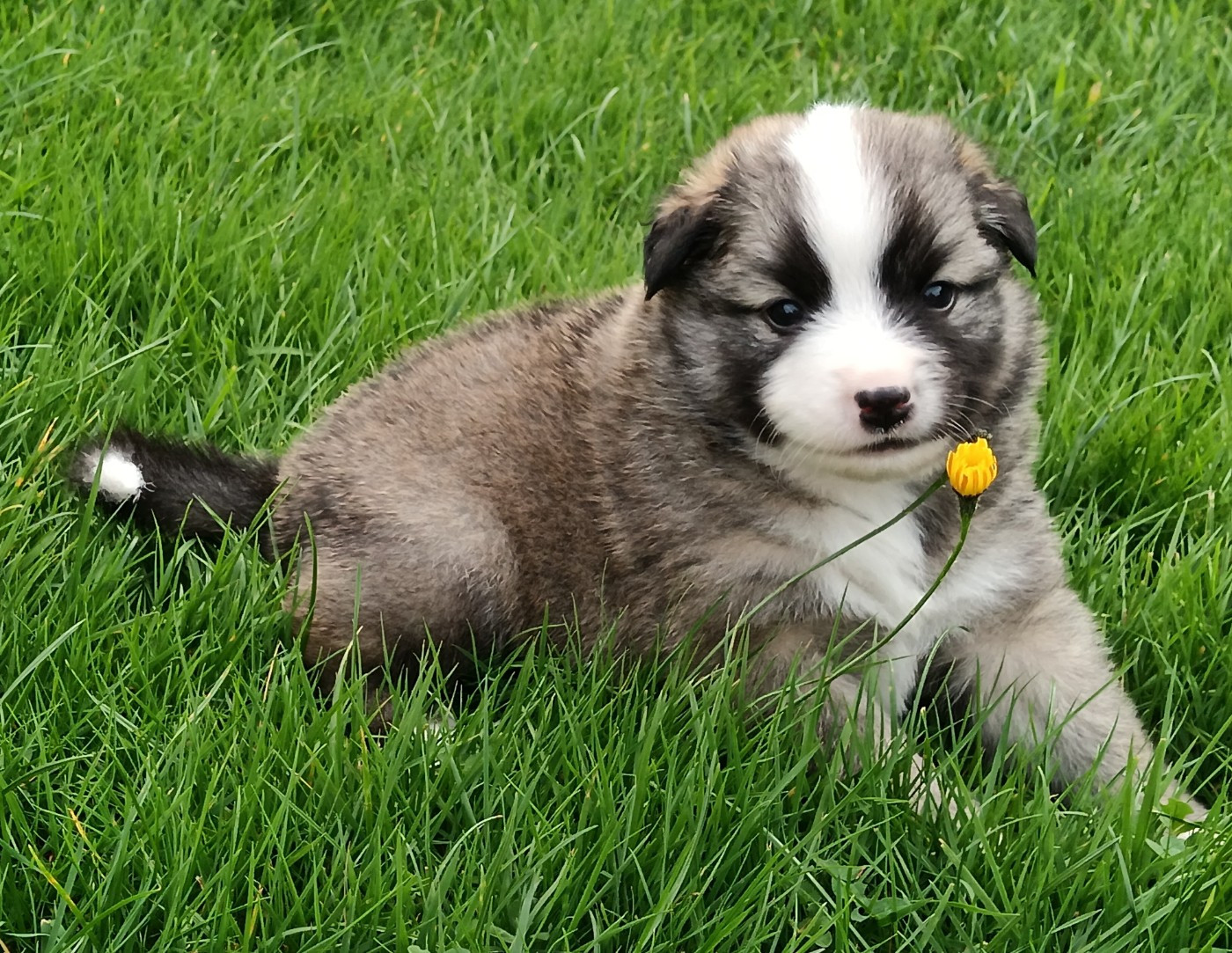 Du Camp Raquet - Chiots disponibles - Berger islandais