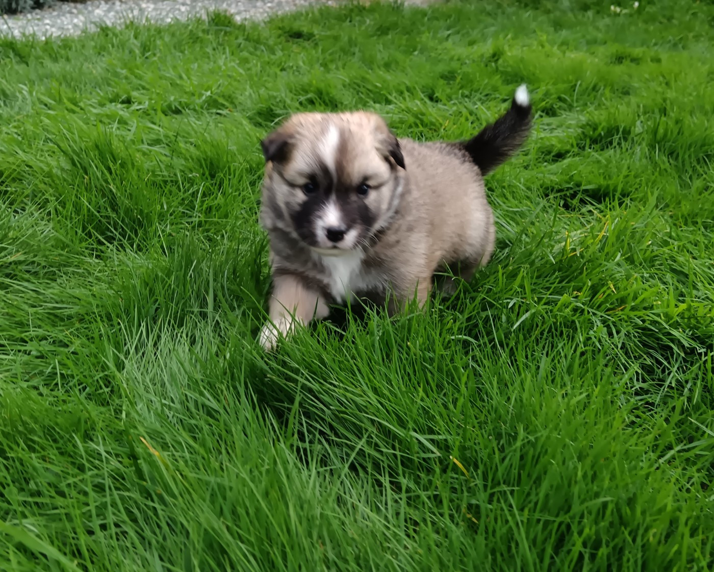 Du Camp Raquet - Chiots disponibles - Berger islandais