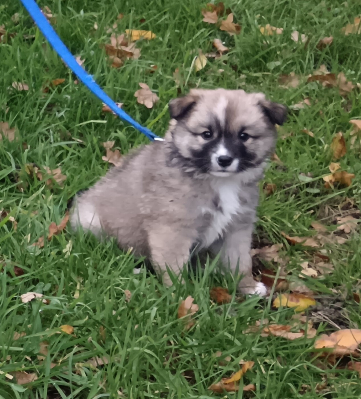 Du Camp Raquet - Chiots disponibles - Berger islandais