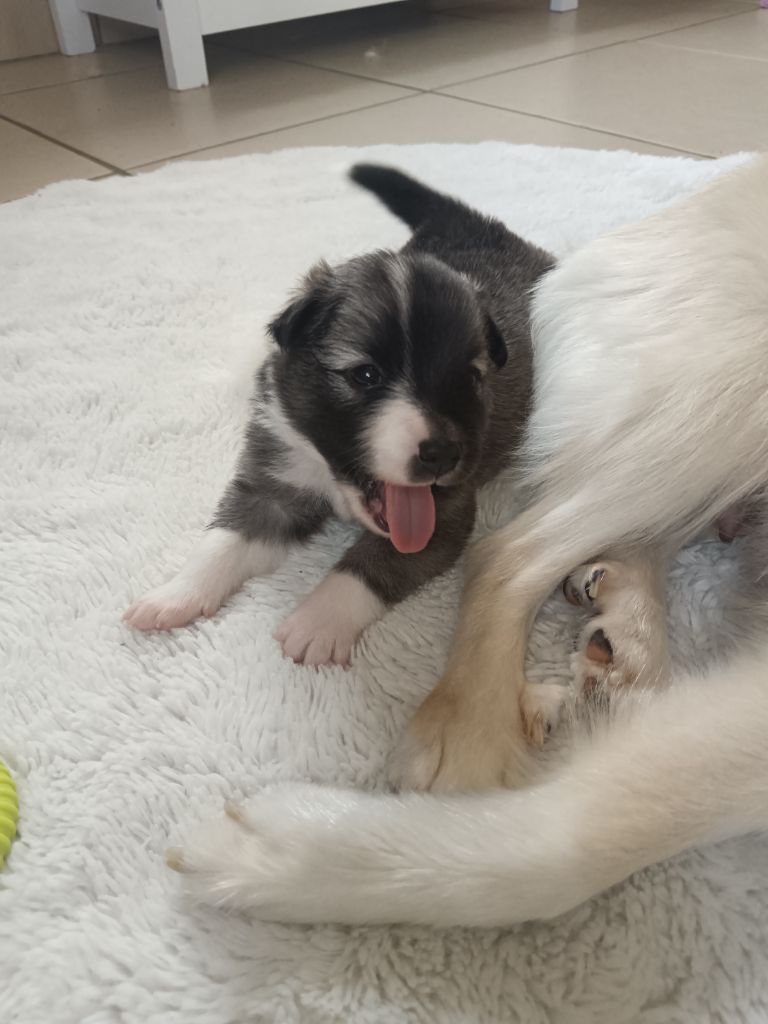 Du Camp Raquet - Chiots disponibles - Berger islandais