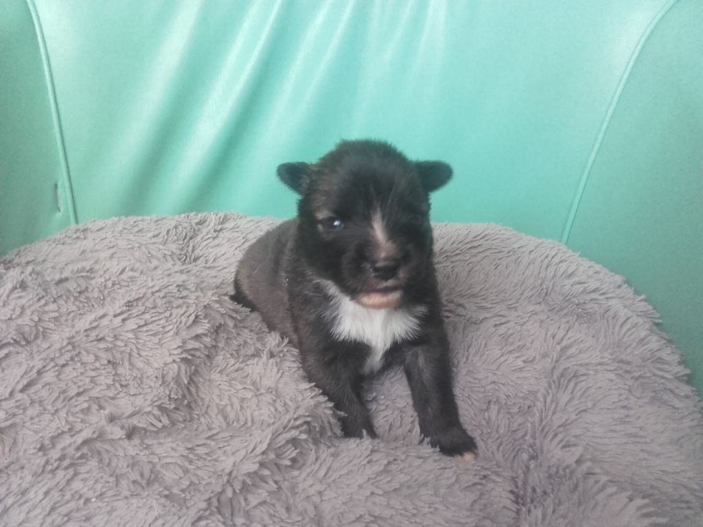 Du Camp Raquet - Berger islandais - Portée née le 06/11/2022