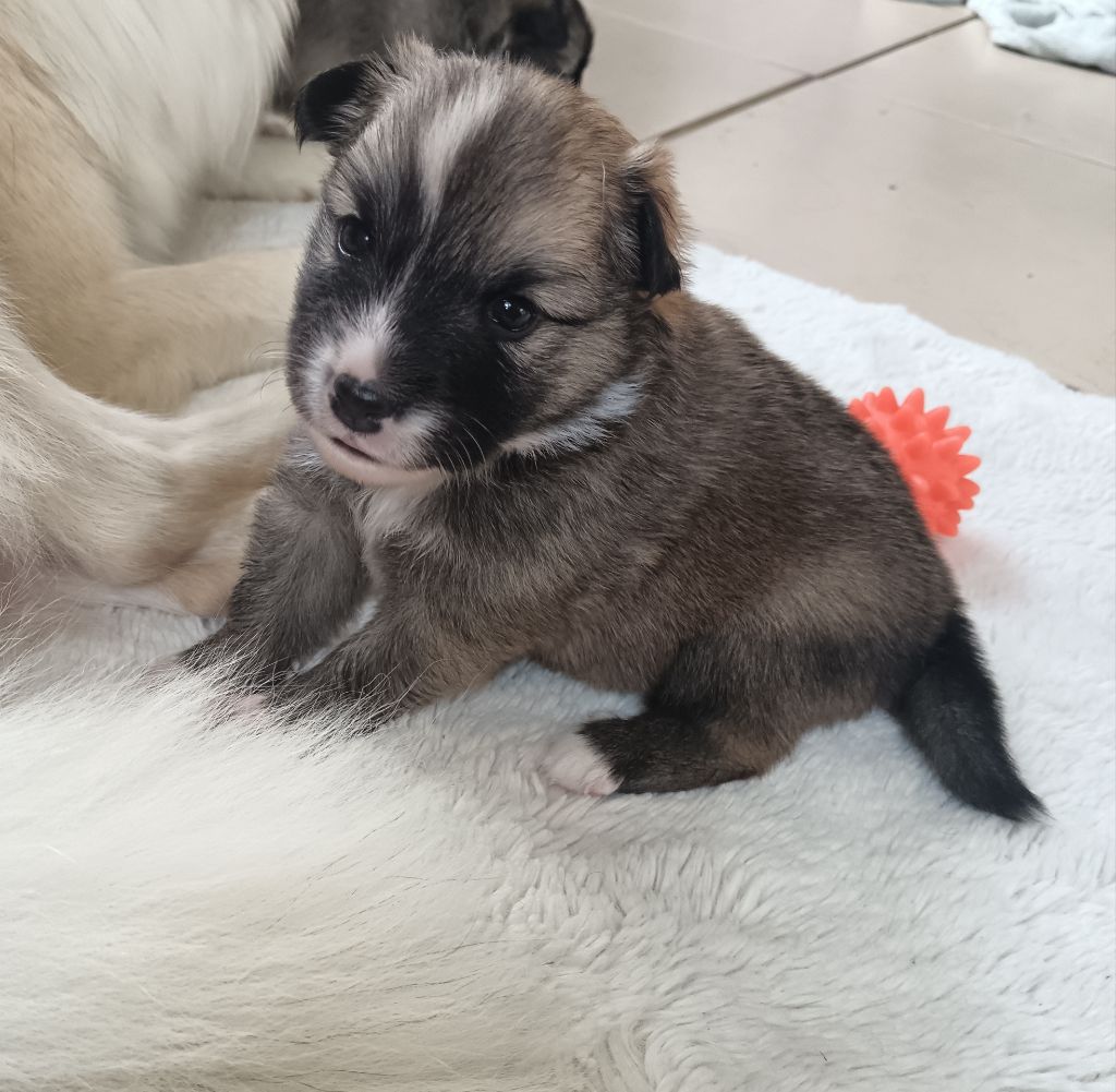 Du Camp Raquet - Chiots disponibles - Berger islandais