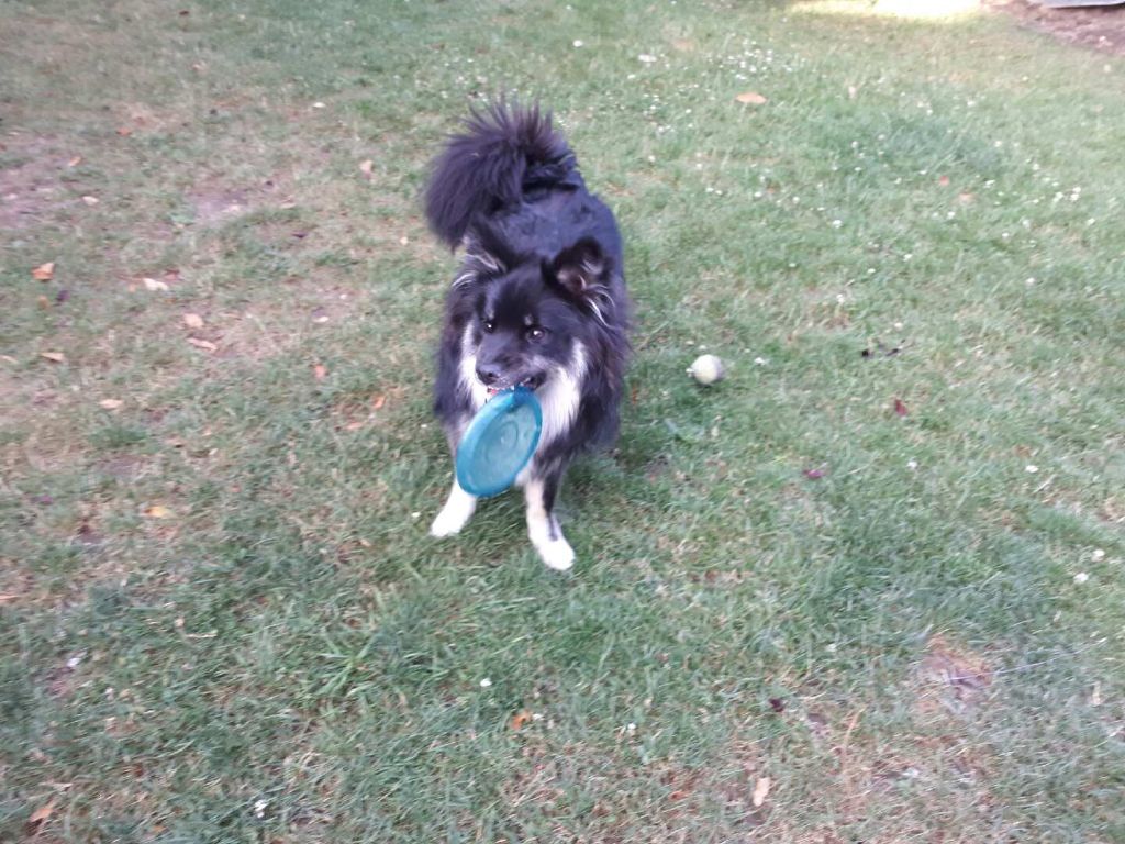 Du Camp Raquet - Berger islandais - Portée née le 17/09/2016