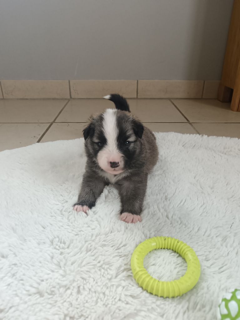 Du Camp Raquet - Chiots disponibles - Berger islandais