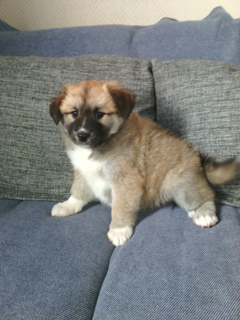 Du Camp Raquet - Berger islandais - Portée née le 01/11/2019