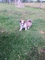 Perla