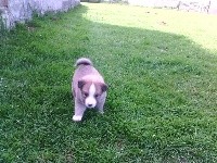 Oli