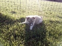 CHIOT femelle 3 R'Skadi