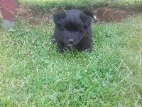 Snoopy