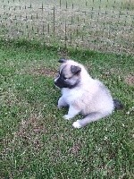 Pixelle