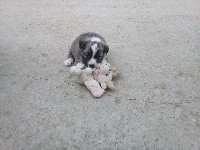Romy